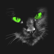 Black Cats Rule - Green Eyes T-Shirt